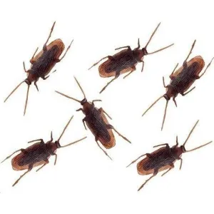 Cockroaches (25 Pack)